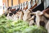 Bild von Haselnuss-Karam. Joghurt Saison 2026, 500 g, Schrozberger Milchbauern
